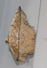 Polyacme subpulchra