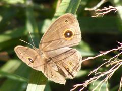 Brakefieldia perspicua
