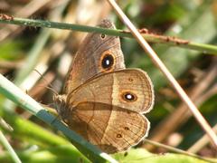 Brakefieldia perspicua