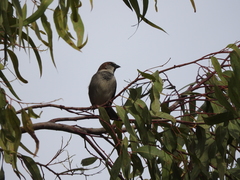 Passer domesticus