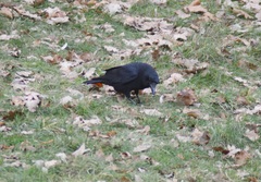 Corvus corone