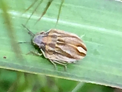 Homaemus parvulus