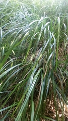 Carex lessoniana