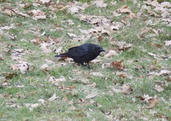 Corvus corone