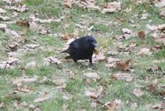 Corvus corone