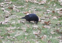 Corvus corone