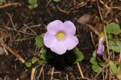 Oxalis commutata commutata