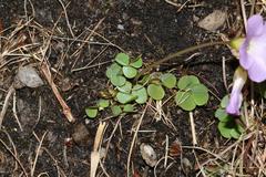 Oxalis commutata commutata