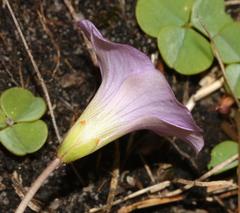 Oxalis commutata commutata