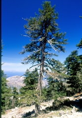 Abies cephalonica