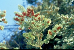 Abies cephalonica