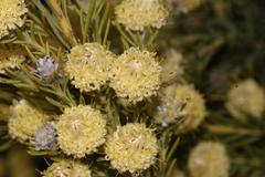 Leucadendron brunioides brunioides