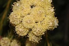 Leucadendron brunioides brunioides