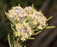 Leucadendron brunioides brunioides