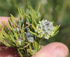Leucadendron brunioides brunioides