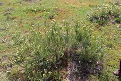 Leucadendron brunioides brunioides