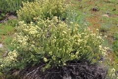 Leucadendron brunioides brunioides