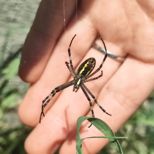 Osoliki pauk (Argiope bruennichi)