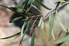 Angophora bakeri