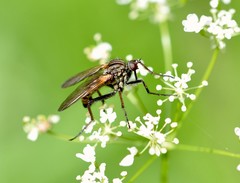 Empis tessellata