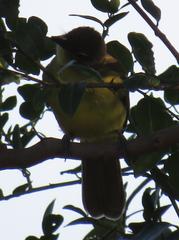Chlorocichla flaviventris flaviventris