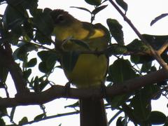 Chlorocichla flaviventris flaviventris