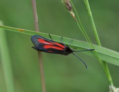 Zygaena osterodensis