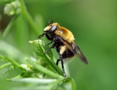 Volucella bombylans