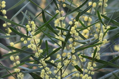 Phyllodineae