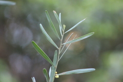 Phyllodineae