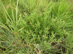 Acalypha peduncularis