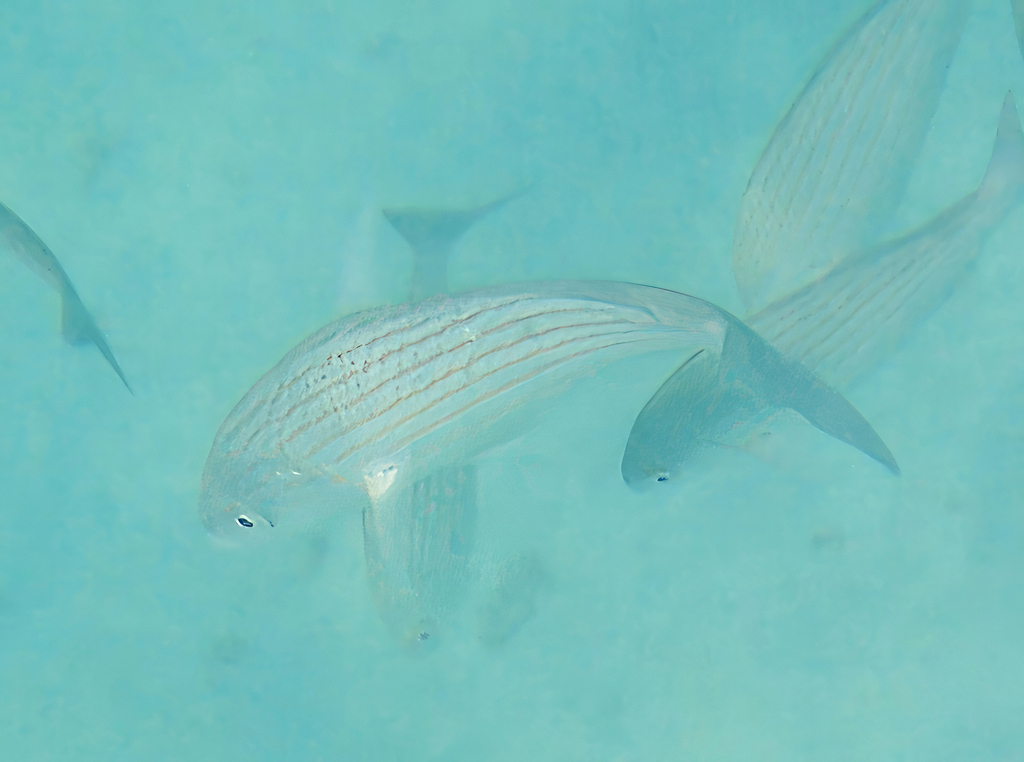 Wavyline grunt (Microlepidotus inornatus) — Haemulidae