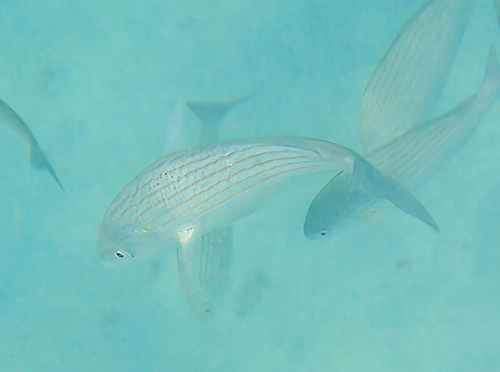 Wavyline grunt (Microlepidotus inornatus) — Haemulidae