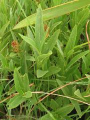 Acalypha peduncularis