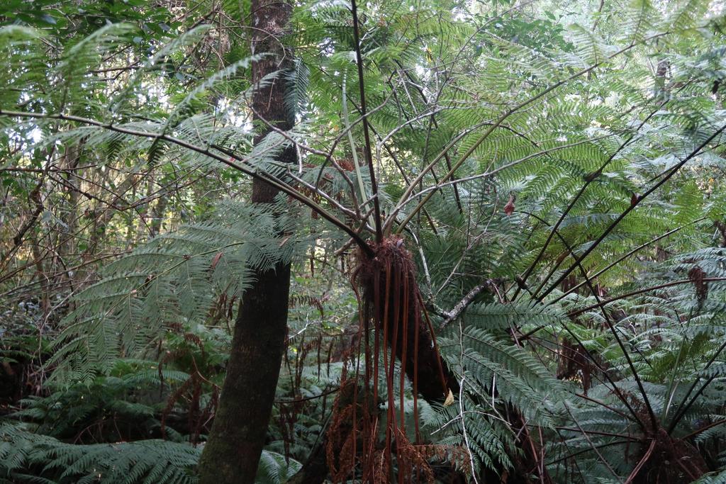 Identifying Alien Tree Ferns in the Western Cape · iNaturalist