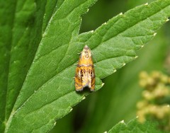 Olethreutes arcuella