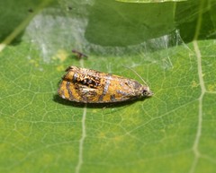 Olethreutes arcuella