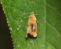 Olethreutes arcuella