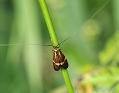 Nemophora degeerella