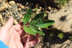 Indigofera cytisoides