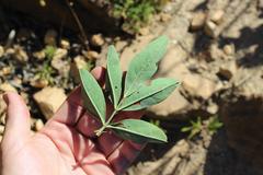 Indigofera cytisoides