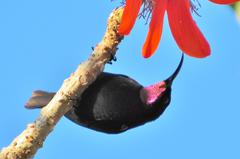 Amethyst Sunbird photo 4