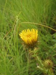 Berkheya rhapontica rhapontica