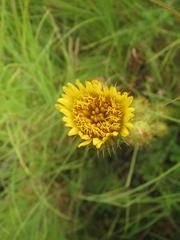 Berkheya rhapontica rhapontica