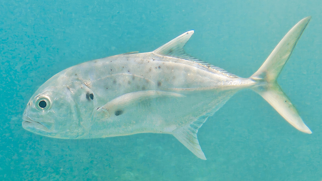 Photo of Pacific crevalle jack (Caranx caninus)