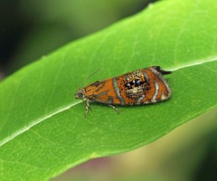 Olethreutes arcuella