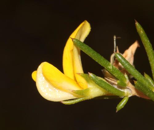 Image of Aspalathus abietina by (c) Brian du Preez, some rights reserved (CC BY-SA)
