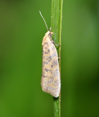 Clepsis rogana