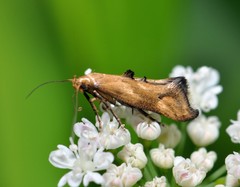 Epermenia illigerella