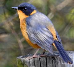 Cossypha dichroa dichroa